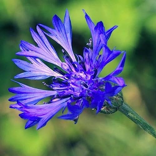 Generic Semillas de Centaurea Cyanus, 50 Unids/bolsa Semillas de flores Anual Lleno de vitalidad Semillas de Centaurea Cyanus ecológicas azules para plantar Semillas de aciano