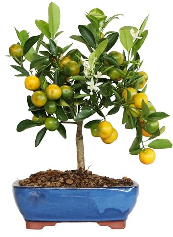 KENTIS - Bonsai Calamondino - Citrus Mitis - Mandarino Nano - Pianta Vera da Frutto da Esterno - Piante Fiorite - H 35/40 cm Vaso in Ceramica 21 cm