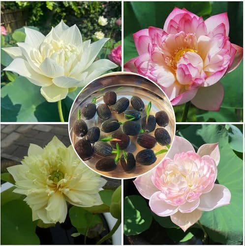 OLOADE graines de lotus de couleurs mélangées, adaptées à la culture hydroponique et au sol, graines de lotus bonsaï, adaptées à la décoration de bureau, de jardin et de balcon
