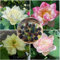 OLOADE graines de lotus de couleurs mélangées, adaptées à la culture hydroponique et au sol, graines de lotus bonsaï, adaptées à la décoration de bureau, de jardin et de balcon