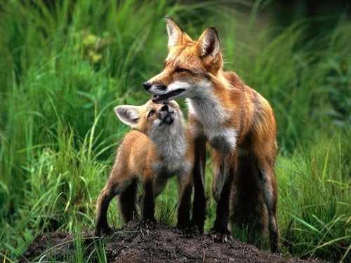 1000 Teile Puzzle für Erwachsene und Kinder ab 14 Jahren - Fuchs, Paar, Baby 26x38CM