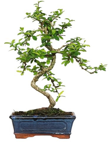 KENTIS - Carmona Bonsai - Fukien Tea Bonsai Thé coréen - Vraies plantes d'intérieur - Plante d'intérieur - H 35-45 cm Pot Ø 20 cm en forme de S