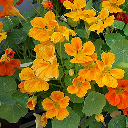 Kapuzinerkresse Samen Rankend (Tropaeolum Majus), Blumensamen Kletterpflanzen, Kapuzinerkresse Samen Mehrjährig Winterharte Stauden Blume Zimmerpflanzen - 50 Stück (Gelb)