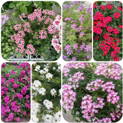 verbena ibrida - resistenti balcone decorazioni per il soggiorno con 90semi