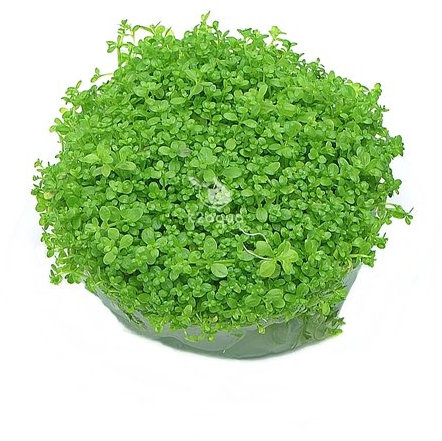 Pianta d’acquario Hemianthus Callitrichoides, in vitro, pianta tropicale, crescita tappezzante, di Cuba