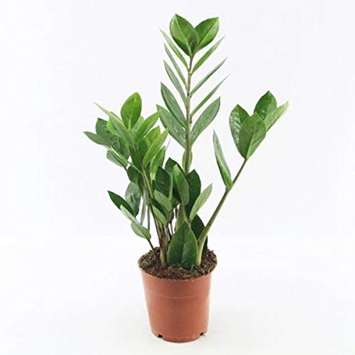 PCMOVILES Zamioculca en maceta de 10cm, 30 centimetros de alto minimo (planta viva)