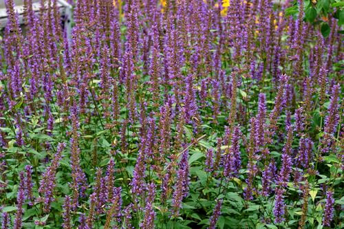 Duftnessel - Anis-Riesenysop – Agastache foeniculum – Ysop – 400 Samen | Mehrjährig, Winterhart