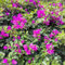 Pianta di bouganville - semi fiori da giardino resistenti piante sempreverdi resistenti albero ornamentale - Serie piante rare - semi di fiori prato perenni rampicanti selvatici 25pcs