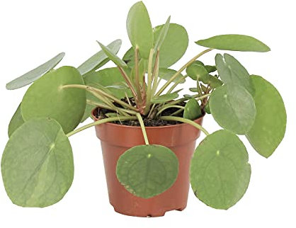 KENTIS - Pilea Peperomioides - Pianta delle Monete Cinesi - Da Interno - H 15-25 cm e Vaso Ø 12 cm