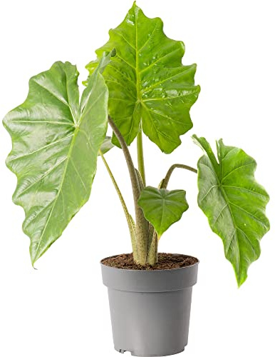Alocasia Portodora, grande plante exotique d'intérieur, véritable plante verte éternelle, haute.