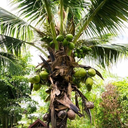 10 pz semi di piante reali di palma da cocco, piante esotiche, piante in vaso resistenti, semi di palma da cocco (Cocos nucifera) regali da giardino per donne, piante da giardino