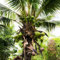 10 pz semi di piante reali di palma da cocco, piante esotiche, piante in vaso resistenti, semi di palma da cocco (Cocos nucifera) regali da giardino per donne, piante da giardino