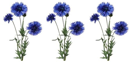 FloristryWarehouse Künstliche Kornblumen-Stiele aus Seide, Blau, 65 cm, 3 Stück