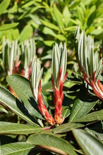 Rhododendron traillianum, Alpenrose, Winterhart & Immergrün, Blühende Gartenpflanze, Höhe 50-60cm, Rosa Blüten