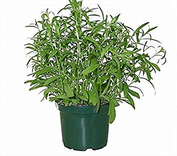 VISA STORE 1 g / 100 semillas de estragón