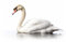 Acryl-Bild 140 x 90 cm: Schwan auf weißem Hintergrund (217410772)