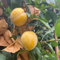 30 pcs Pflaumenbaum Winterhart Samen zwergobstbäume kräutergarten geschenk Mirabellenbaum Samen obstbäume exotische pflanzen bio saatgut frisches obst winterharte pflanzen für garten
