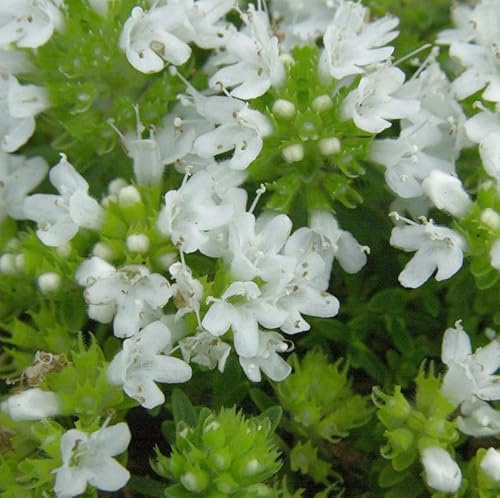 Zitronenquendel Wirral White - Thymus praecox - lebende Gartenpflanze aus den Baumschulen