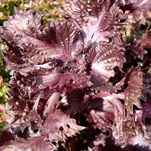 Perilla, semillas de Shiso - Perilla frutescens