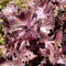 Perilla, semillas de Shiso - Perilla frutescens