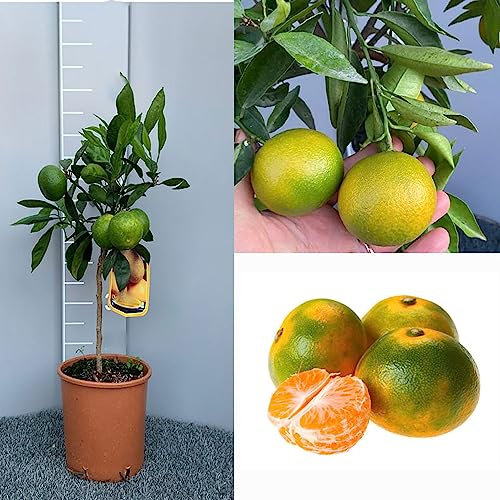 SAVINI VIVAI Planta de mandarina, árbol de cítricos, mandarina temprana Satsuma Miyagawa en maceta de 20 cm altura 70 cm 2-3 años de injerto, fabricado en Italia