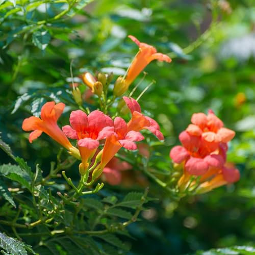 100 pz semi di fiori di tromba Piante da balcone, decorazioni da giardino per esterno tromba rampicante resistente- Semi di fiori perenni piante in vaso resistenti e resistenti giardino