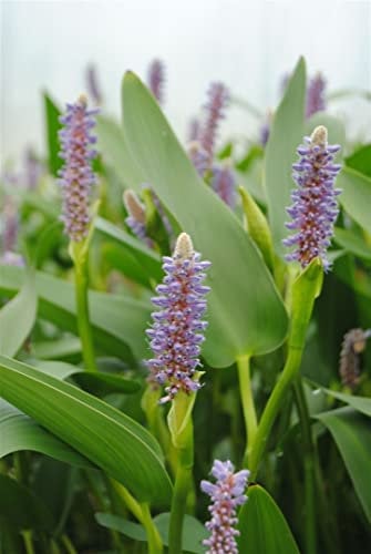 Pontederia cordata var. lanceolata ca. 9x9 cm Topf - Lanceolata Hechtkraut, blaue Blüten, Blütezeit Juli-September, ideal für Teichränder, pflegeleicht