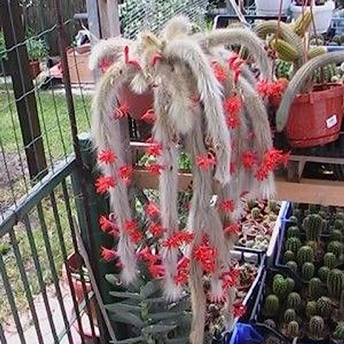 Luojuny Hildewintera Colademononis Seeds, 10 Unids/bolsa Impresionante Buena Cosecha Flores Rojas Excelente Producción de Semillas de Cactus de Cola de Mono para Exteriores Semilla