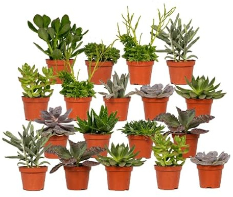 Sukkulenten Mix – 18 Pflanzen – Ø8,5cm – Bunte Mischung pflegeleichter Mini-Sukkulenten – Ideal für Fensterbank, Büro & DIY-Projekte – Zimmerpflanzen