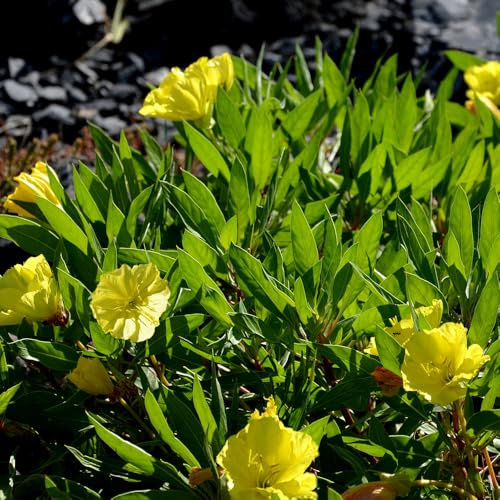 Evening Primrose Missouri Seeds – RHS Plants for Pollinators – Hardy Perennial – Beautiful Blooms for Borders & Rockeries – for Your Beautiful Garden