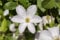 Robuste Waldrebe Huldine 60-80cm - Clematis viticella