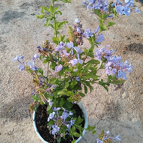 Plumbago (jazmin azul) - Planta natural - Maceta 17 cm ø
