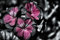 HANSEPUZZLE 27027 - Blumen Puzzle 2000 Teile | Natur Puzzle mit hochwertiger Puzzle Aufbewahrung: Kartonbox und Wieder verschließbarem Beutel | Puzzle-Maße: 90 x 60 cm