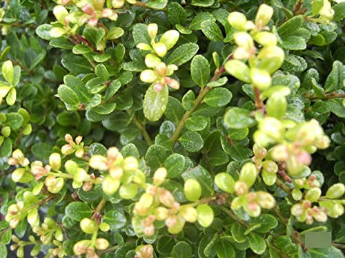Ilex crenata Glorie Gem - Berg-Ilex Glorie Gem Größe 30-40cm