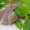 Portal Cool 1000 semillas de hierbas de perilla hoja roja Shiso semillas de vegetales