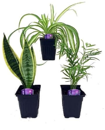 Sansevieria & Chlorophytum & Chamaedorea | Plantas de Interior | Plantas Que Filtran el Aire | Plantas Naturales