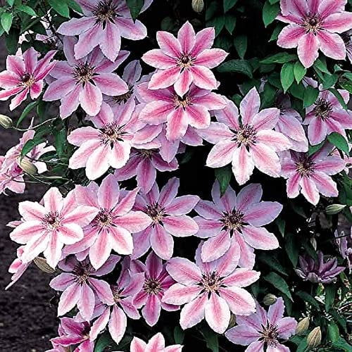 Clematis Nelly Moser Hardy Climber Outdoor Flowering Garden Shrub Plant in Pot (2 Litre Pot, 60-70cm)