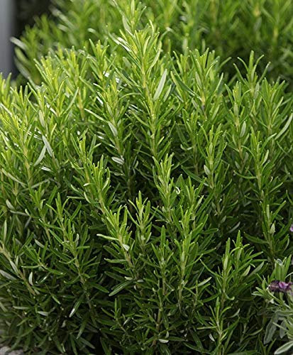 Organic Rosemary Herb Vegetable Seeds Rosmarinus officinalis Variety 90 Easy to Grow