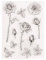 arriettycraft DIY Blumen Blätter Rosen Gummistempel Klar Stempel für Kartenherstellung Dekoration und DIY Scrapbooking -A1893