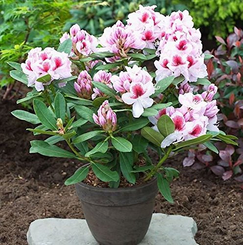 Großblumige Rhododendron Belami® 30-40cm - Alpenrose - lebende Gartenpflanze aus den Baumschulen