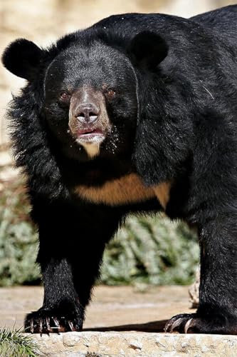 Jigsaw Puzzle 1000 Pieces Sun Bear Animal Dangerous Painting Print Wall Art Home Decor Family Fun Jigsaws Puzzles 1000 Pieces for Adults Gifts Challenging Puzzle Games