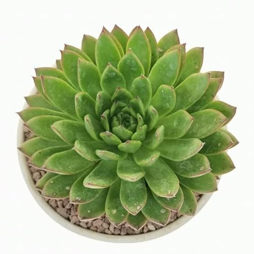 Suculenta Natural Echevaria Agavoides Planta de Interior Fácil de Mantener