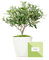 Árbol Olivo Natural 38 cm prebonsai en Maceta de 16 cm diámetro entregado en Caja de Regalo con tríptico con información y guía de cuidados – Planta Exterior – Olea Europaea