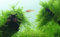 Tropica Aquarium Pflanze Javamoos Moos Taxiphyllum barbieri Nr.003TC in Vitro 1-2 Grow Wasserpflanzen Aquariumpflanzen