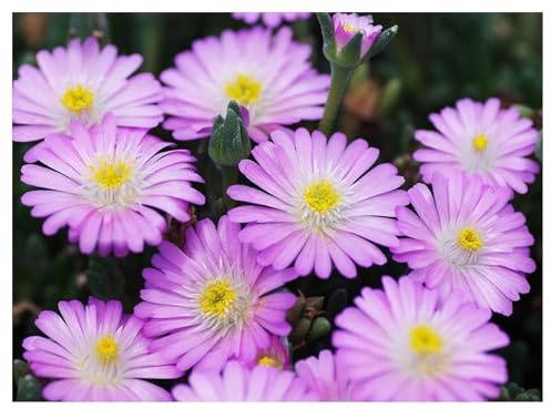 Stauden Gänge 1 x Delosperma cultorum 'Jewel of Desert Rosequartz' | Winterharter Bodendecker für Sonne, Blüte April bis Oktober, mehrjährig, 9x9 cm Topf