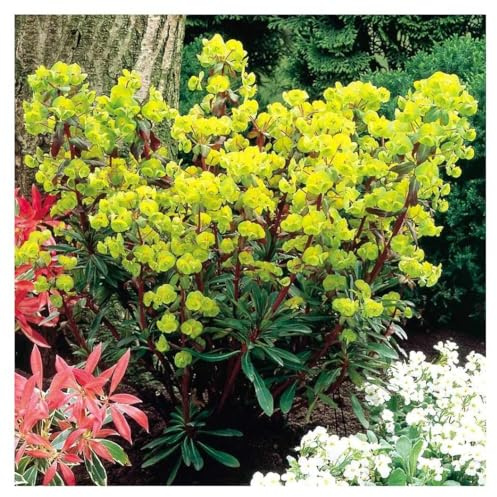 Stauden Gänge 1 x Euphorbia amygdaloides 'Purpurea' Rotblättrige Wolfsmilch | Rote Staude für Sonne bis Halbschatten, Blüte April bis Juni, mehrjährig, 9x9 cm Topf