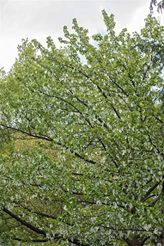 Davidia involucrata 'Vilmoriniana' 80-100 cm – Winterhart, Mehrjährig, Pflegeleicht – Taschentuchbaum – Zierbaum für Garten & Einzelstellung