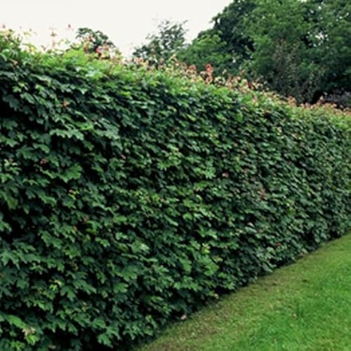 25 x Acer Campestre 60-90cm Wurzelnackt - Feldahorn, Perfekt für Hecken | Robustes Wachstum, Dichtes Laub, Ideal für Gärten und Parks