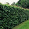 25 x Acer Campestre 60-90cm Wurzelnackt - Feldahorn, Perfekt für Hecken | Robustes Wachstum, Dichtes Laub, Ideal für Gärten und Parks