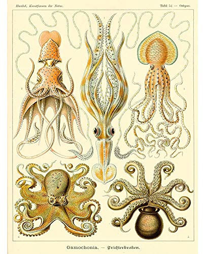 Wee Blue Coo Nature Ernst Haeckel Octopus Biology Germany Vintage Art Print Poster Wall Decor Kunstdruck Poster Wand-Dekor-12X16 Zoll
